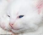 Белый кот лицо
